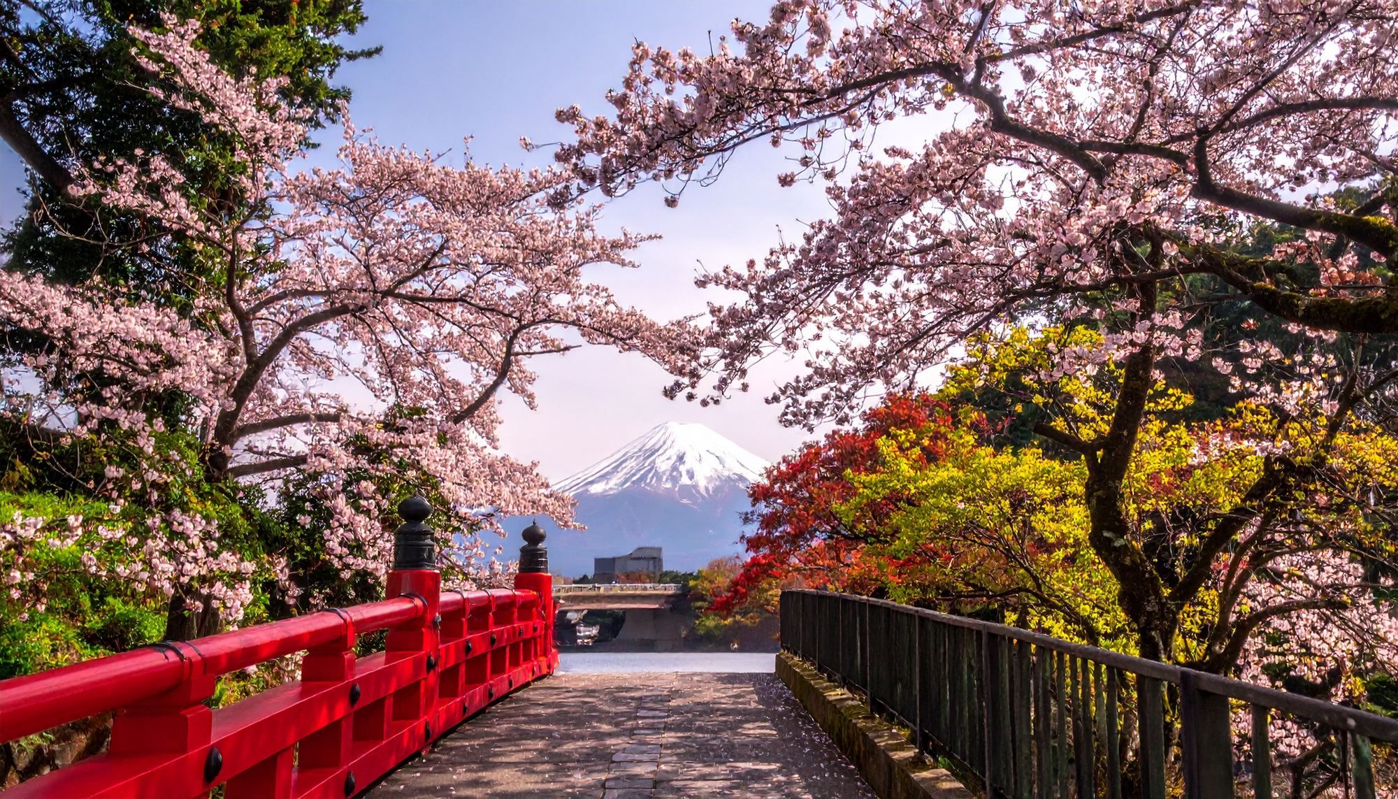 Cherry blossoms and Mount Fuji