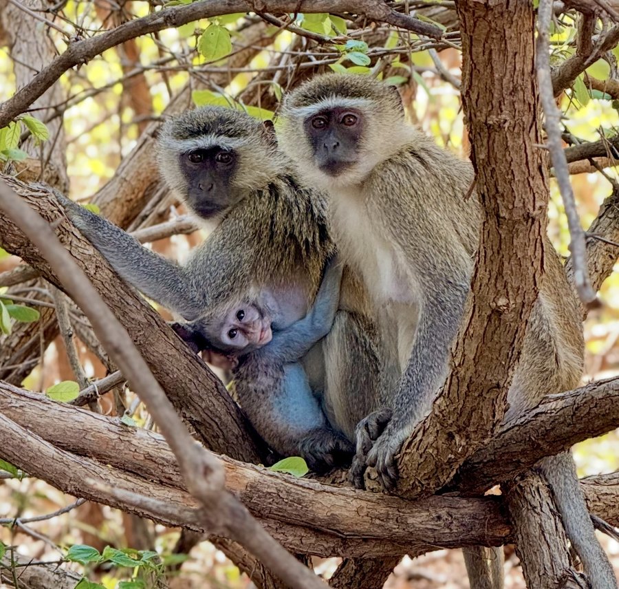 A vervet monkey family with a baby in a tree in Zambia